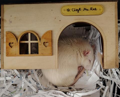 Cyril