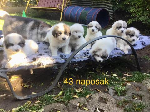 Pireneusi kölykök
