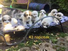 Pireneusi kölykök
