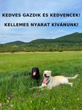 Kellemes Nyarat!